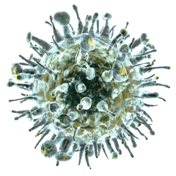 Human Papilloma Virüs